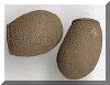 Oeuf_dilatata.gif (30905 octets)