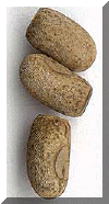 Oeuf_eurycantha.gif (30385 octets)