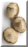 Oeuf_extato.gif (17616 octets)