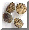 Oeuf_oreo.gif (11868 octets)