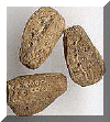 Oeuf_phyllium_giganteum.gif (26206 octets)