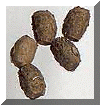 Oeuf_rhaphi.gif (15068 octets)