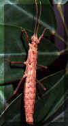 creofem.jpg (31742 octets)
