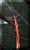 creomale.jpg (45086 octets)