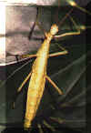 dp_raphi.jpg (56298 octets)
